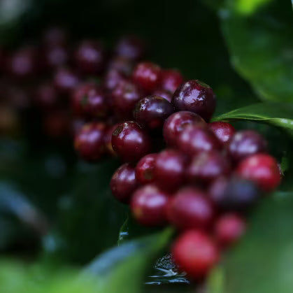 DayGlow Brazil Medium Roast